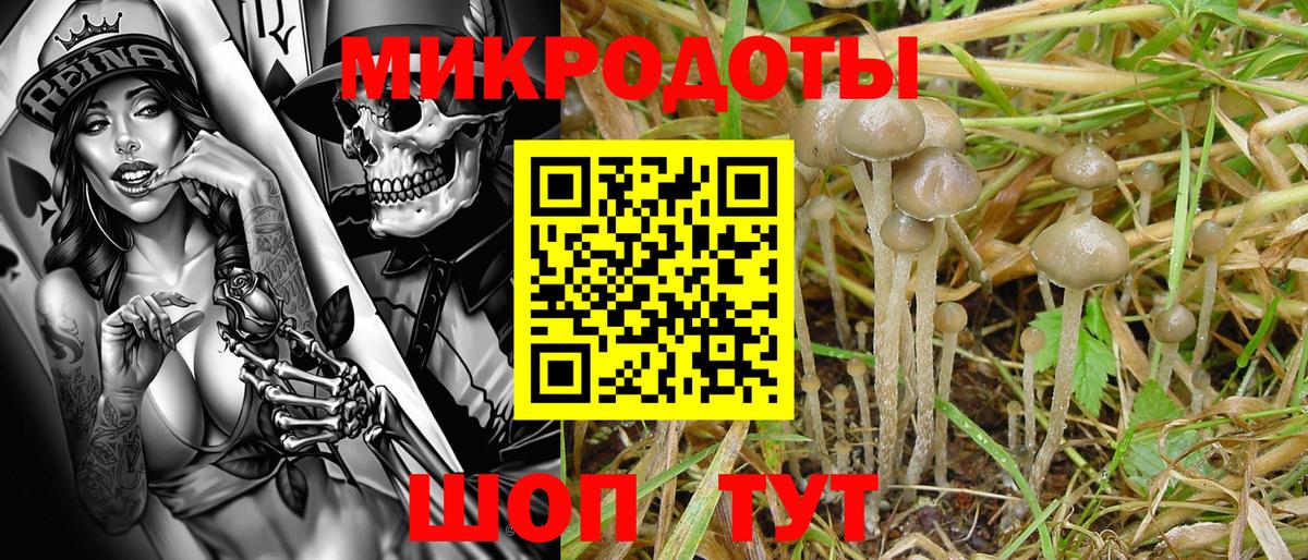 Псилоцибиновые грибы мицелий Зеленогорск