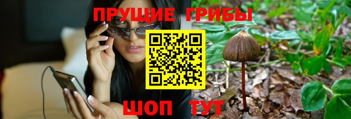 Зеленогорск  Галлюциногенные грибы Psilocybine cubensis  Вход с VPN 
